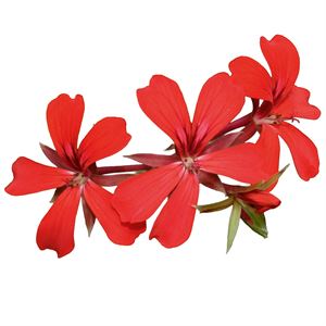 Bild von Geranium Hang P12 Balcon shocking pink
